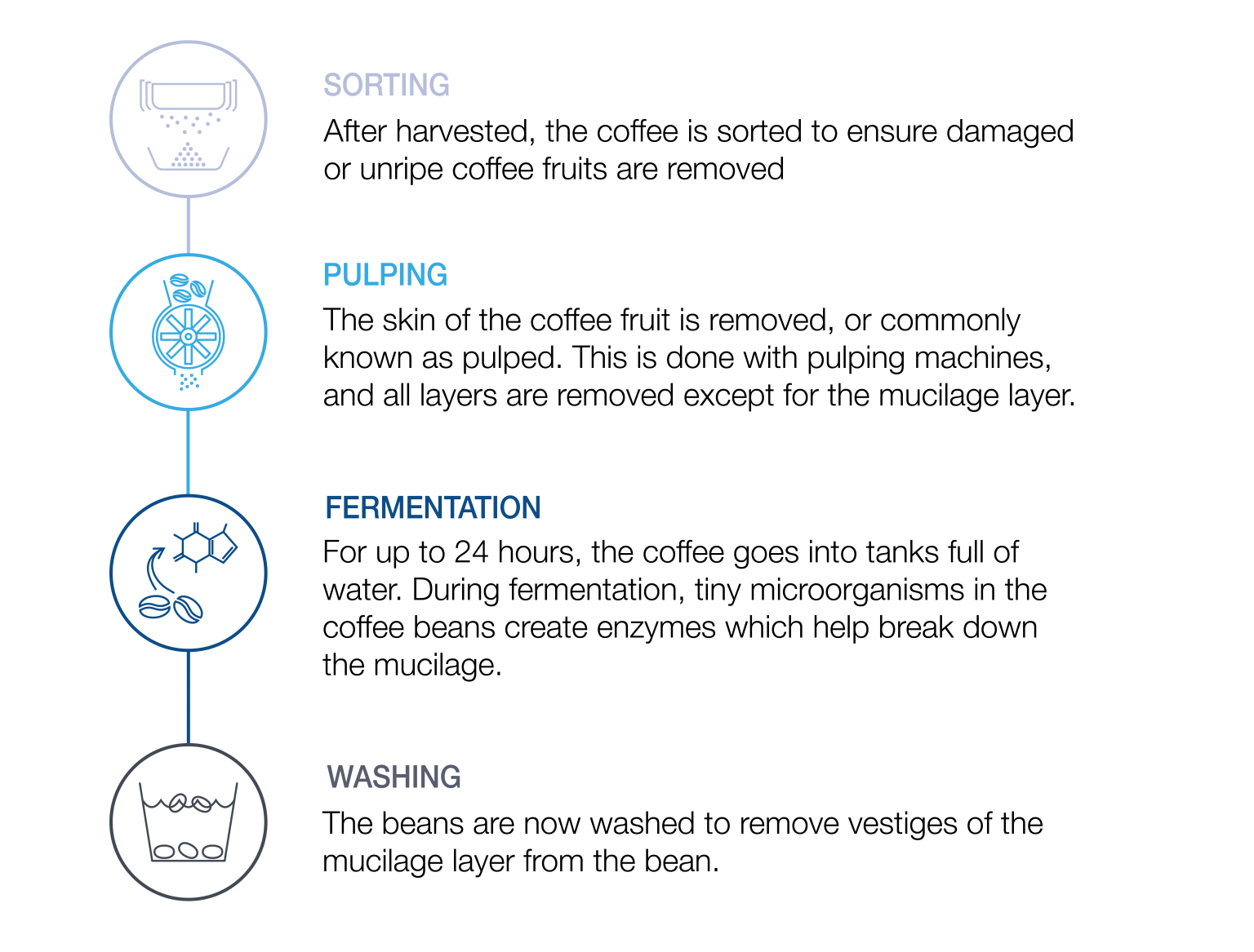 J&A Report Coffee Processing How Washing Affects Taste Jahani