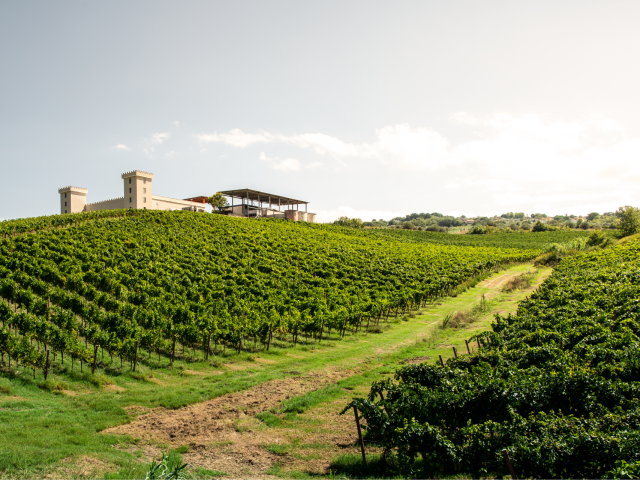 Boutique Winery Sector M&A Transactions and Valuations